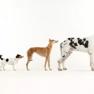 تنوع در یک سگ