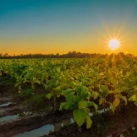 گیاهان تنباکو در غروب آفتاب