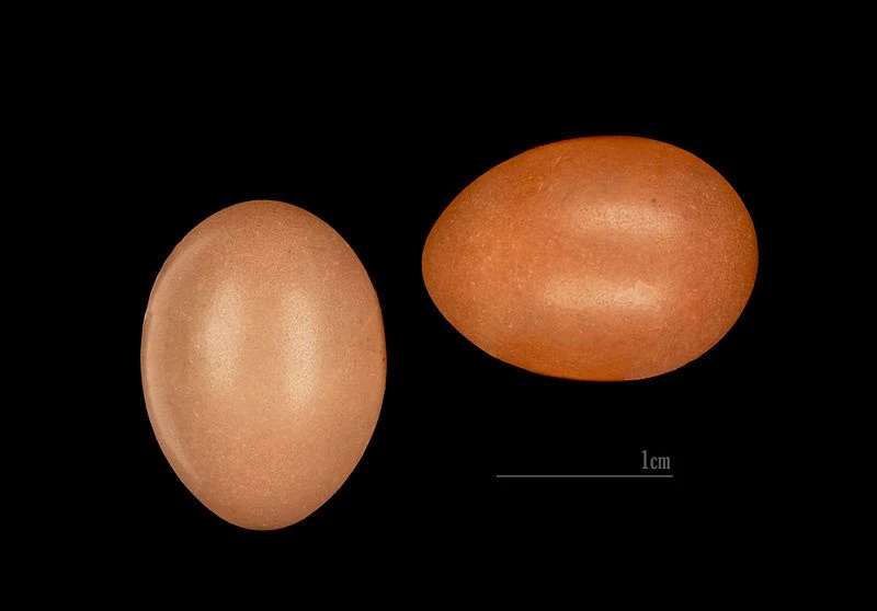 تخممرغهای سسک Cetti