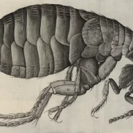 نقاشی یک کک