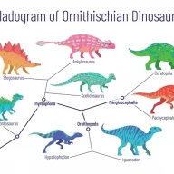 کلادوگرام دایناسور Ornithischian