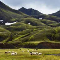 چرای گوسفندان