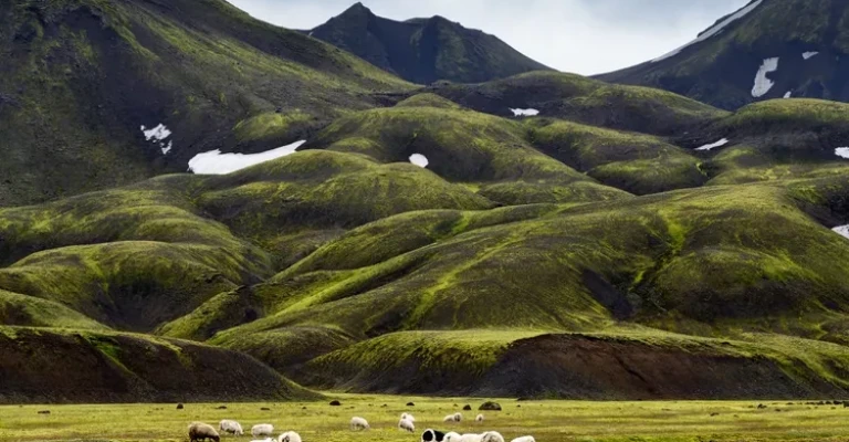 چرای گوسفندان
