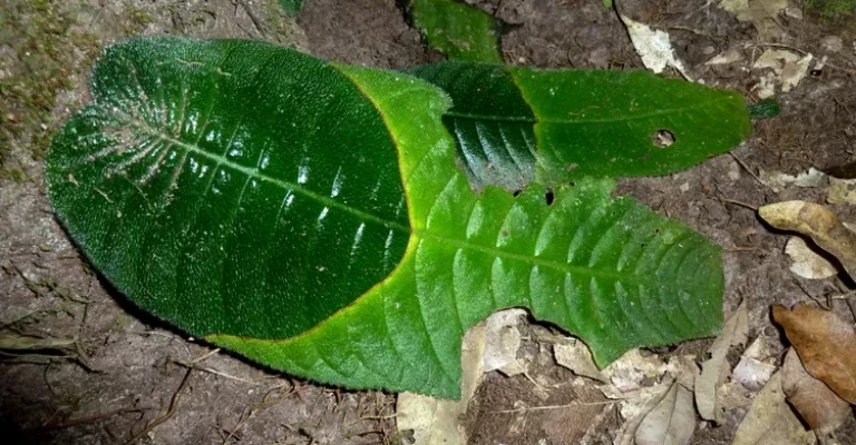 برگ افتاده