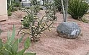 xeriscaping