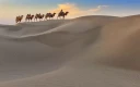سفر کاروان شتر در صحرا