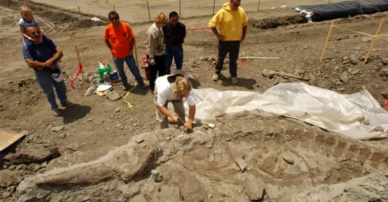 دیرینه شناسان در حال کشف یک نهنگ ماقبل تاریخ.