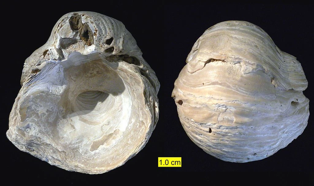 فسیل گریفیا (ناخن شیطان)