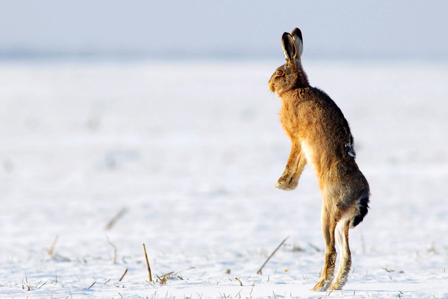 خرگوش صحرایی قهوهای: Lepus europaeu