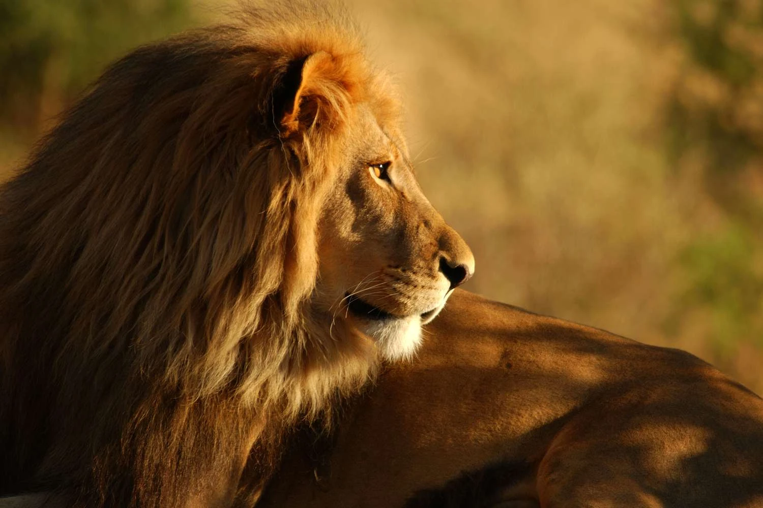 شیر: Panthera leo
