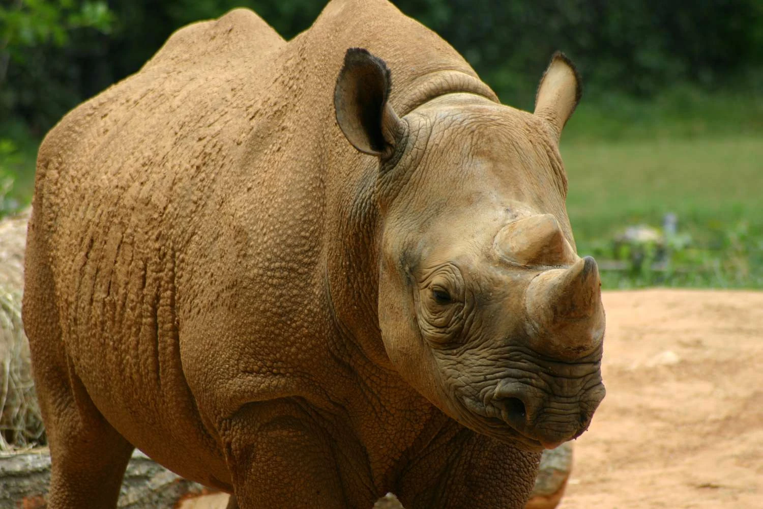 کرگدن سیاه: Diceros bicornis