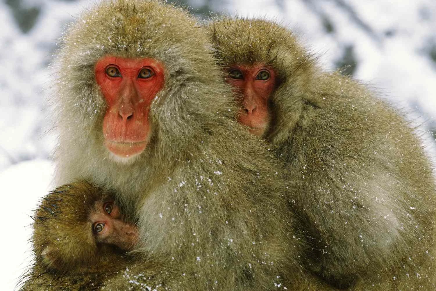 مکاك ژاپنی: Macaca fuscata