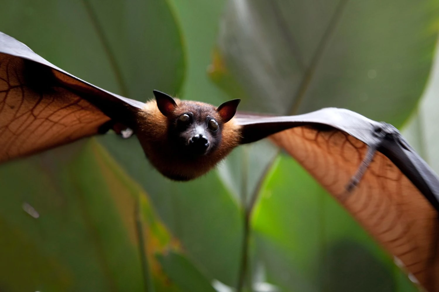 خفاش میوهخوار: Megachiroptera