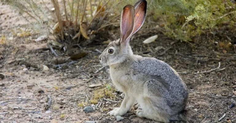 خرگوش صحرایی دم‌سیاه