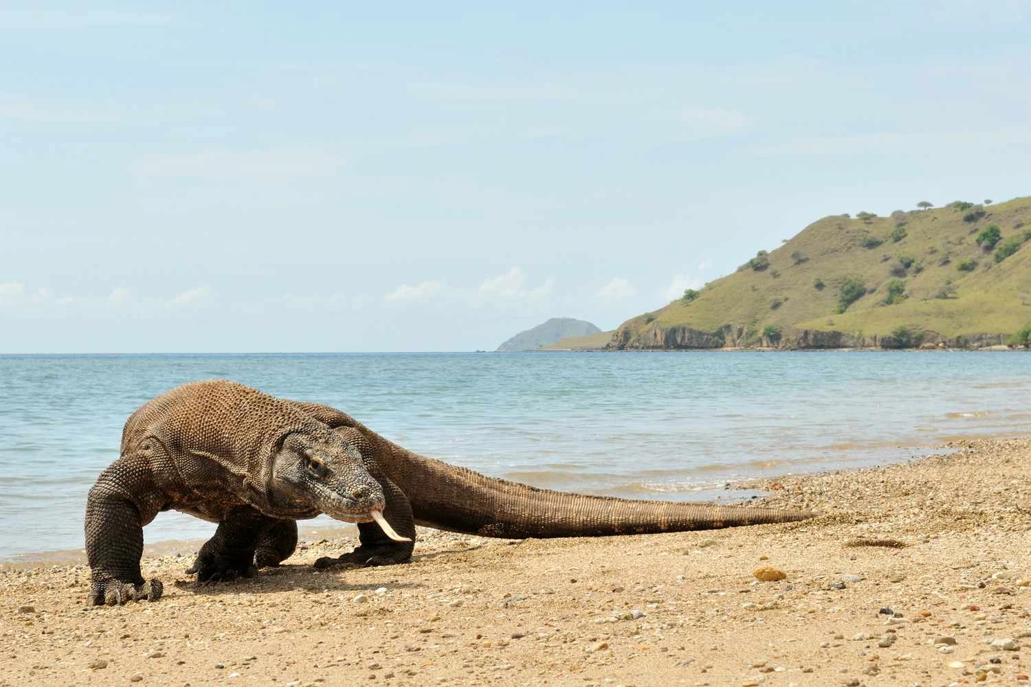 اژدهای کومودو - Varanus komodoensis
