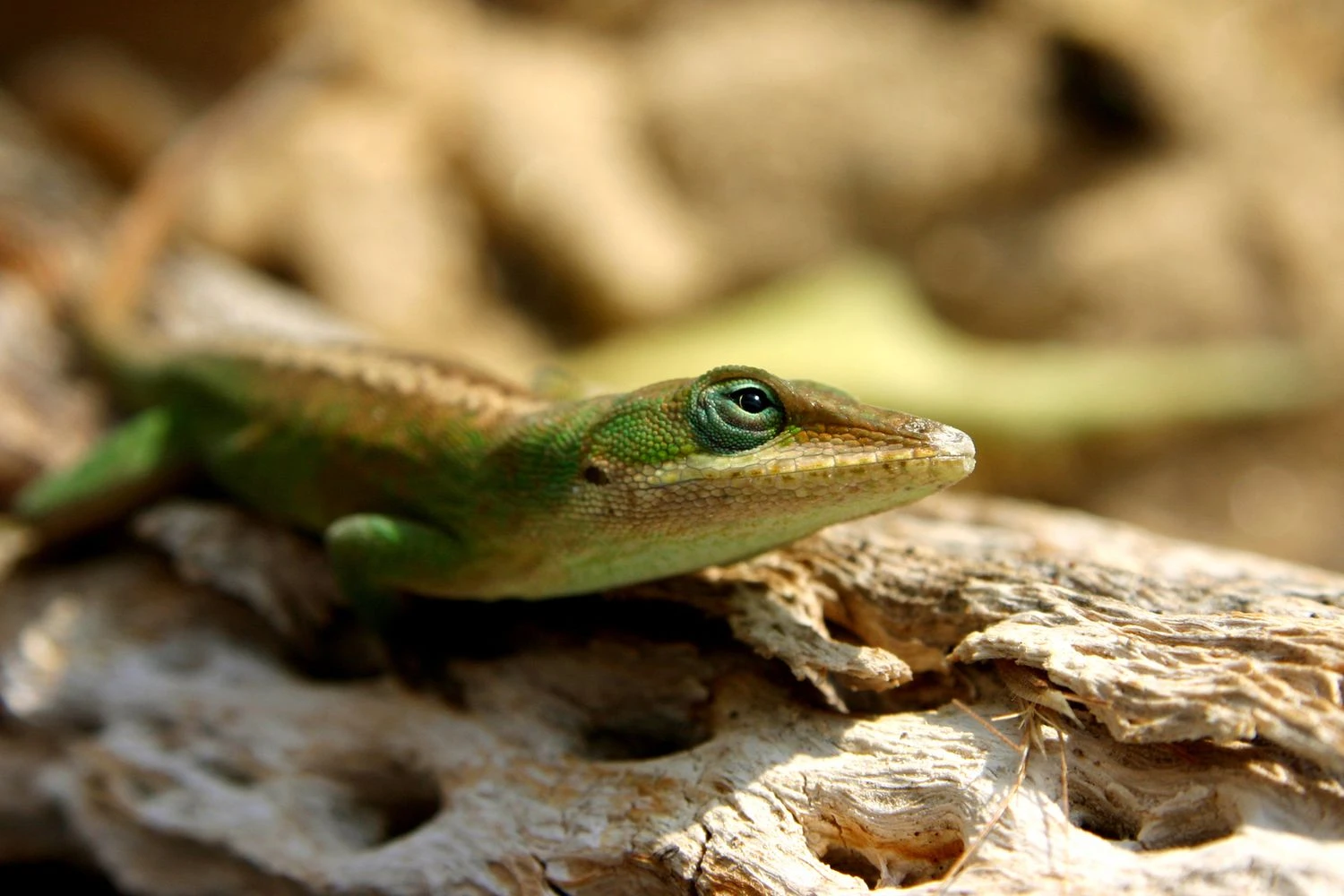 آنول - Polychrotidae