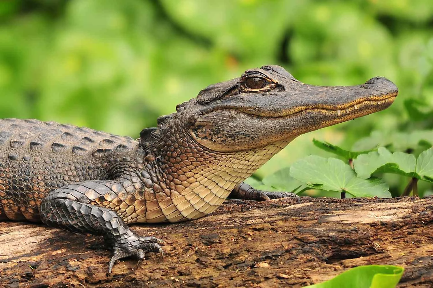تمساح آمریکایی - Alligator mississippiensis