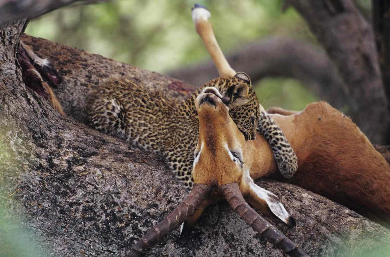 پلنگ (Panthera pardus) در حال خوردن لاشه در درخت، کنیا