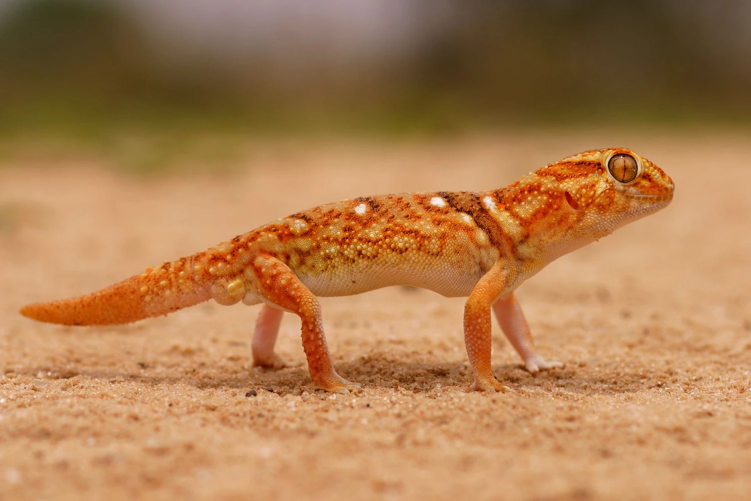 گکوی غولپیکر زمینی - Chondrodactylus angulifer
