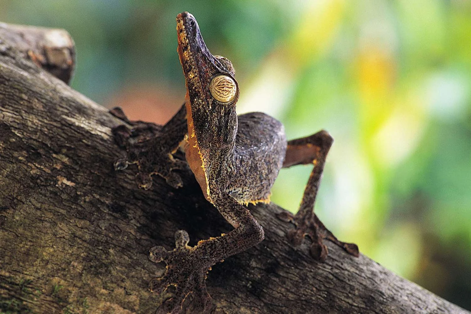 گکوی دمبرگی حاشیهدار - Uroplatus fimbriatus