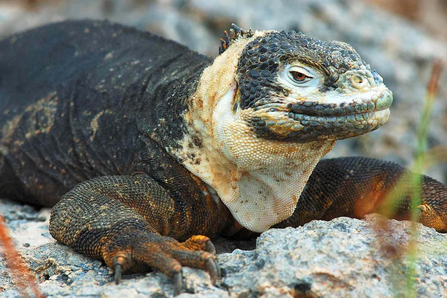 ایگوانای زمینی گالاپاگوس - Conolophus subcristatus