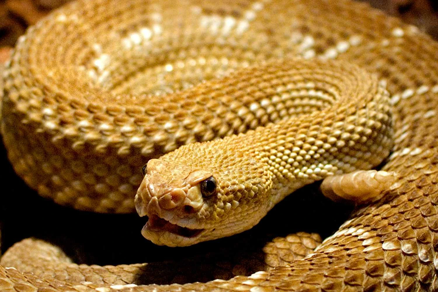 مار زنگی - Crotalus and Sistrurus
