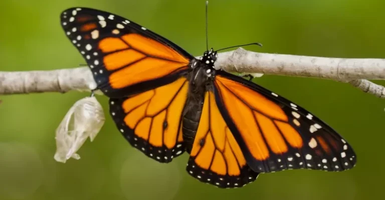 پروانه مونارک