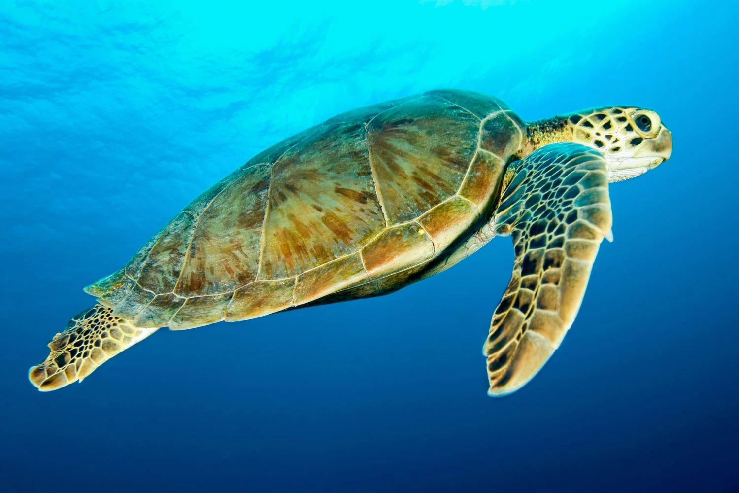 لاکپشت سبز - Chelonia mydas