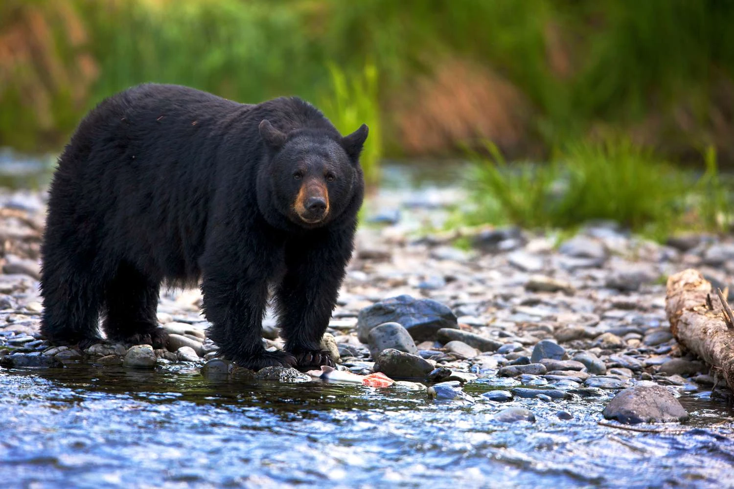 خرس سیاه (Ursus americanus) ایستاده در جریان سنگی، بریتیش کلمبیا، کانادا