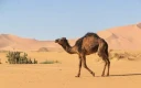 شتر