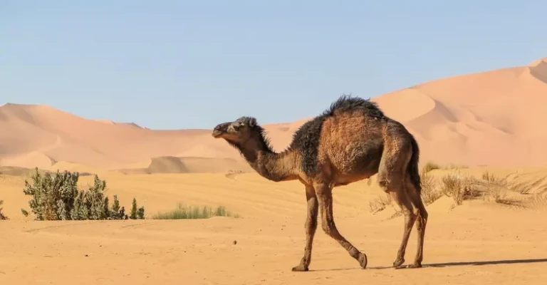 شتر