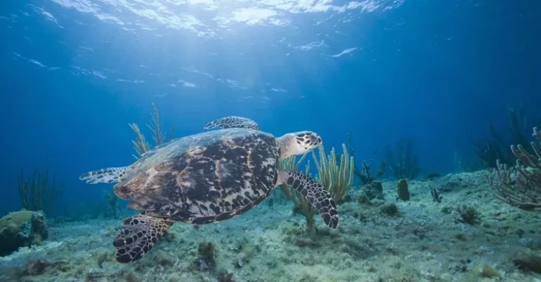 لاکپشت پوزه عقابی (Eretmochelys imbricata) در حال شنا بر فراز صخرههای مرجانی، نمای زیر آب