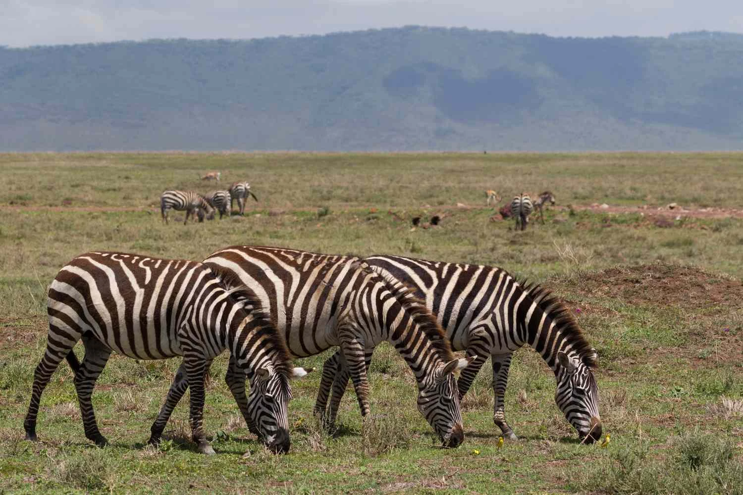سه گورخر (Equus quagga)، تانزانیا، شرق آفریقا