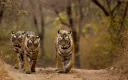 سه ببر (Panthera tigris) در حال قدم زدن