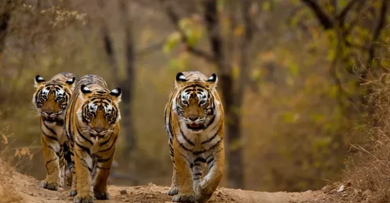 سه ببر (Panthera tigris) در حال قدم زدن