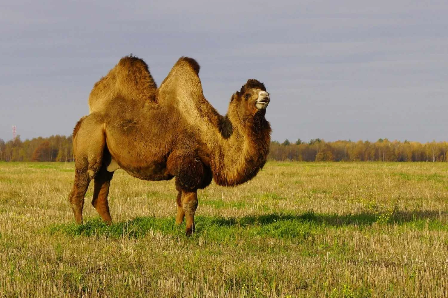 شتر دو کوهانه