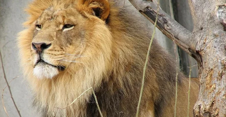 نمای نزدیک از شیر در کنار درخت