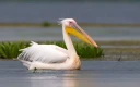 پلیکان سفید (Pelecanus onocrotalus)