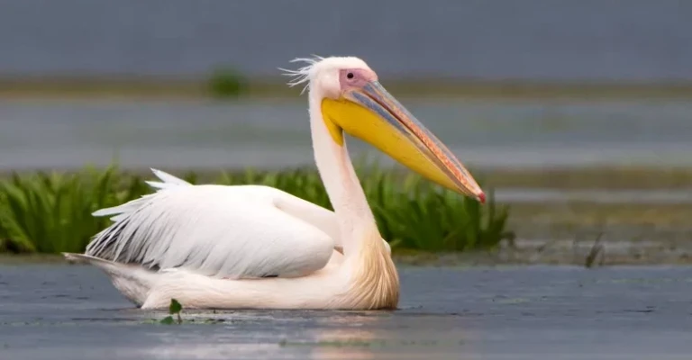 پلیکان سفید (Pelecanus onocrotalus)