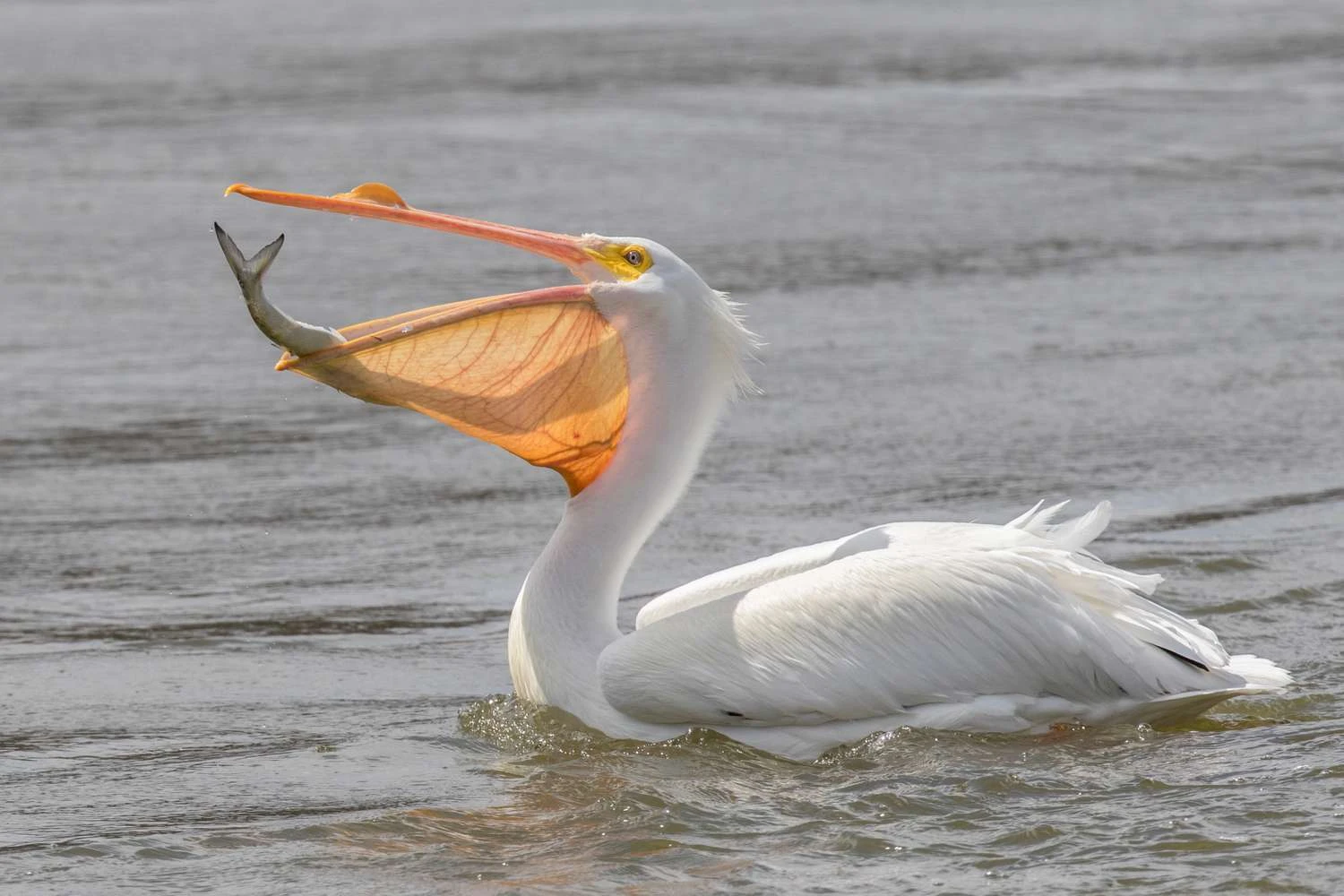 پُلیکان سفید بزرگ (Pelecanus onocrotalus)