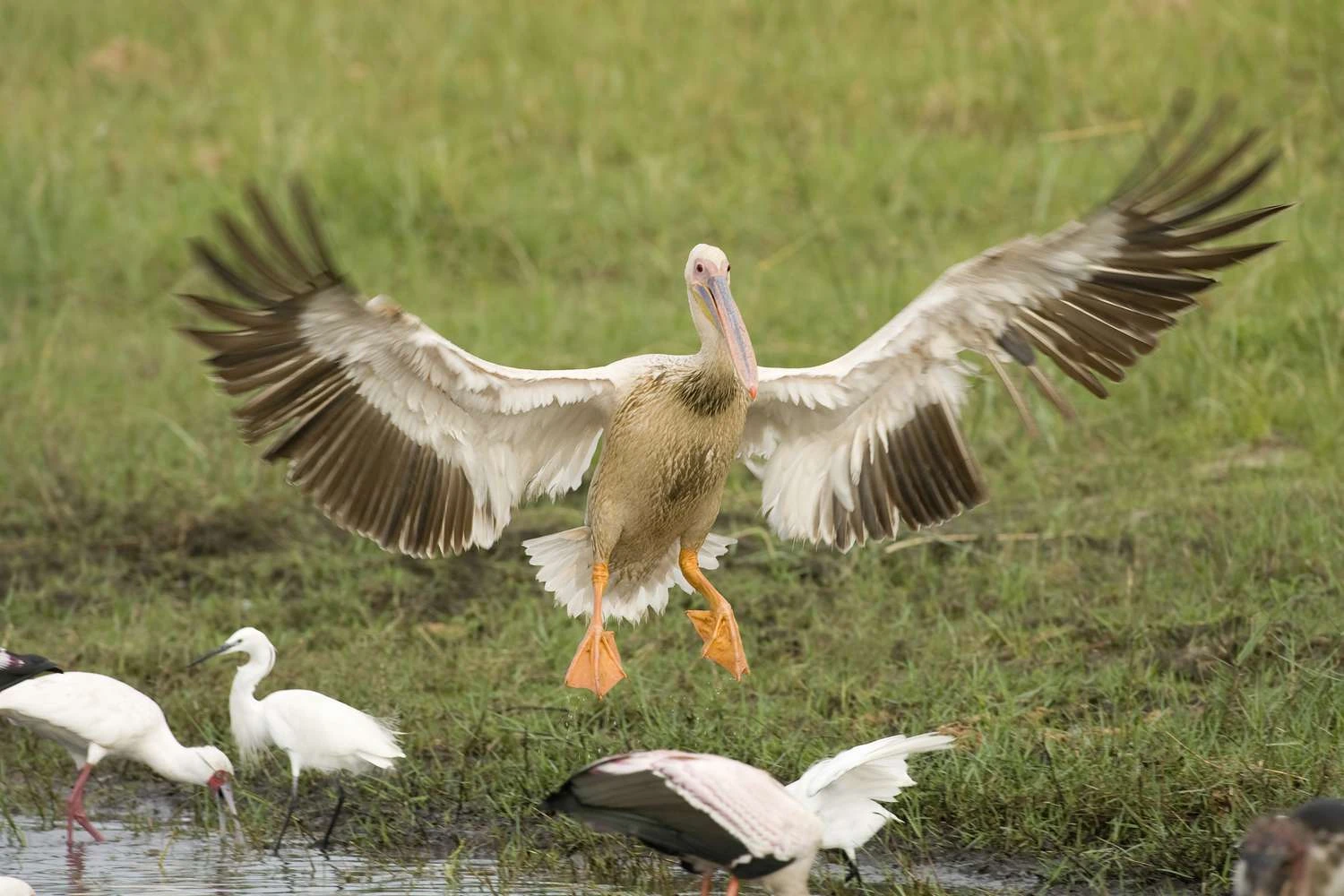پُلیکانهای پشت صورتی (Pelecanus rufescens) در حال فرود، دلتای اوکاوانگو، بوتسوانا