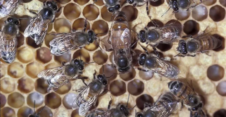 ملکه زنبور عسل.