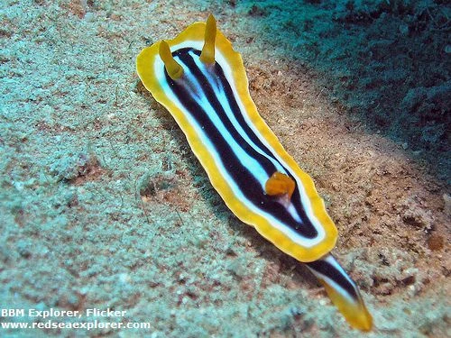 نودی برانچ پیژامه ای راه راه