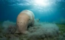 دوگونگ (Dugong dugon) در حال تغذیه از علف‌های دریایی، شمال دریای سرخ، مصر