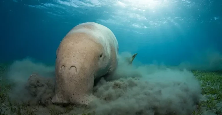 دوگونگ (Dugong dugon) در حال تغذیه از علف‌های دریایی، شمال دریای سرخ، مصر