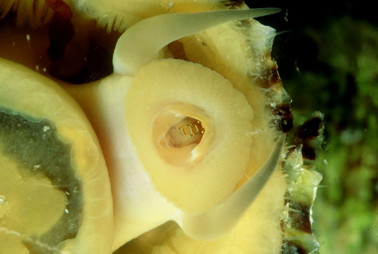 دهان چسبانک