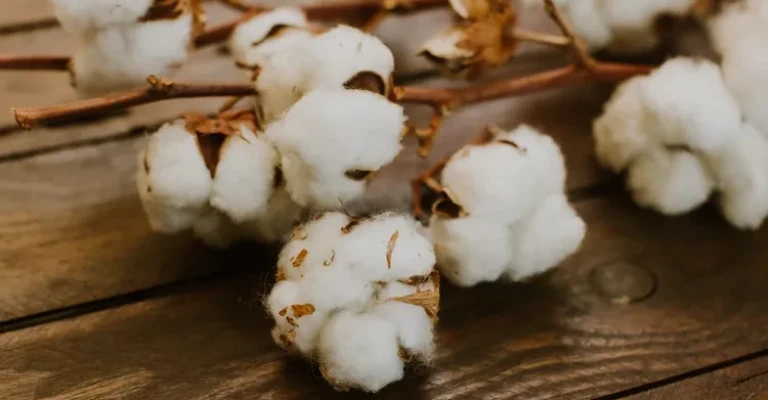 پنبه
