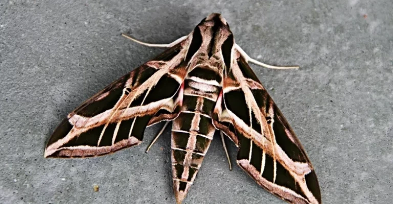 پروانه اسفینکس کوچک تاک