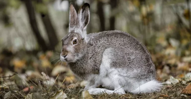 خرگوش صحرایی دم‌سفید
