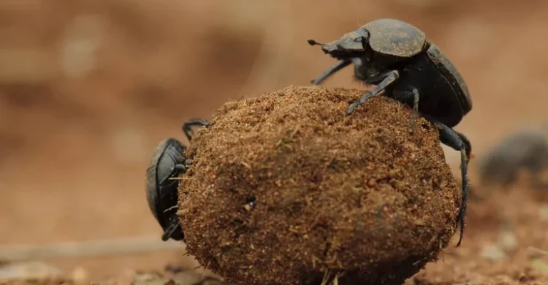 سوسک‌های سرگین‌غلتان در حال غلتاندن گلوله‌ای از سرگین